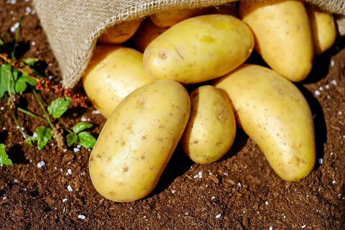 "What Is A Food That Makes You Think, 'How Did Humans Discover This Was Edible?'" (30 Answers)