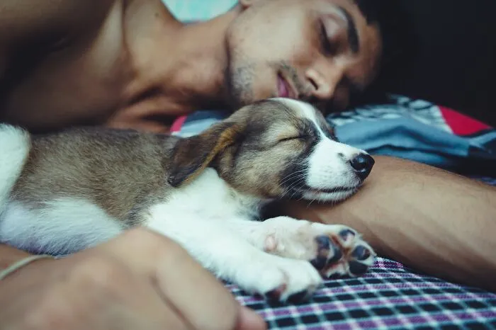 30 Internet Users Share Whether They Let Their Pets Sleep In Their Beds And Why