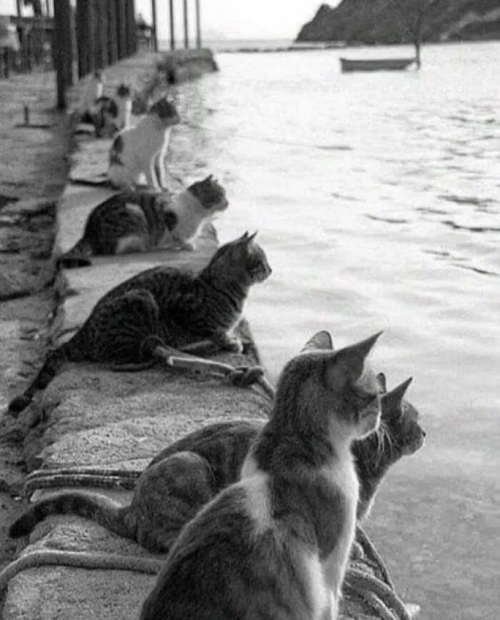 Gatos esperan el regreso del pescador, Estambul, años setenta