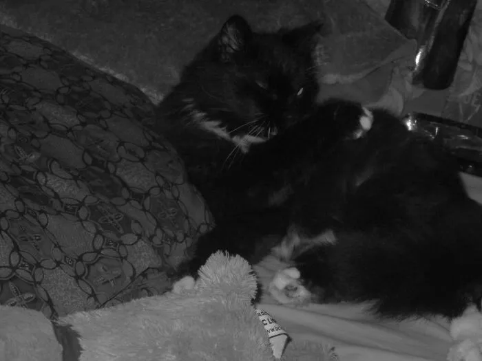 My Cat Shyla