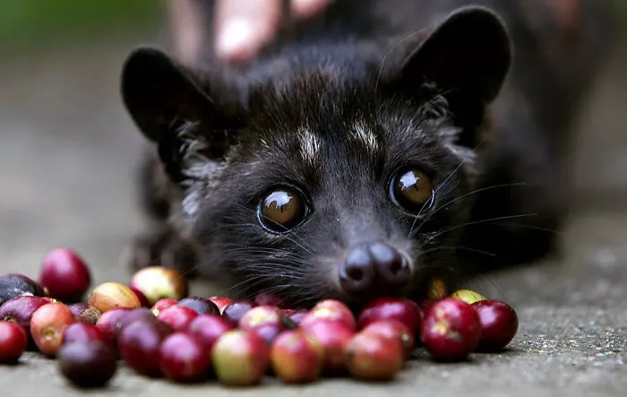 "What Is A Food That Makes You Think, 'How Did Humans Discover This Was Edible?'" (30 Answers)