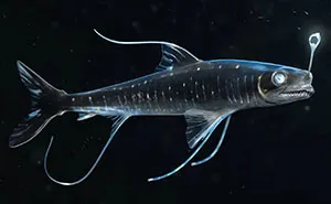 Speculative Evolution Of Animals Millions Of Years From Now By Paleorex (13 Pics)