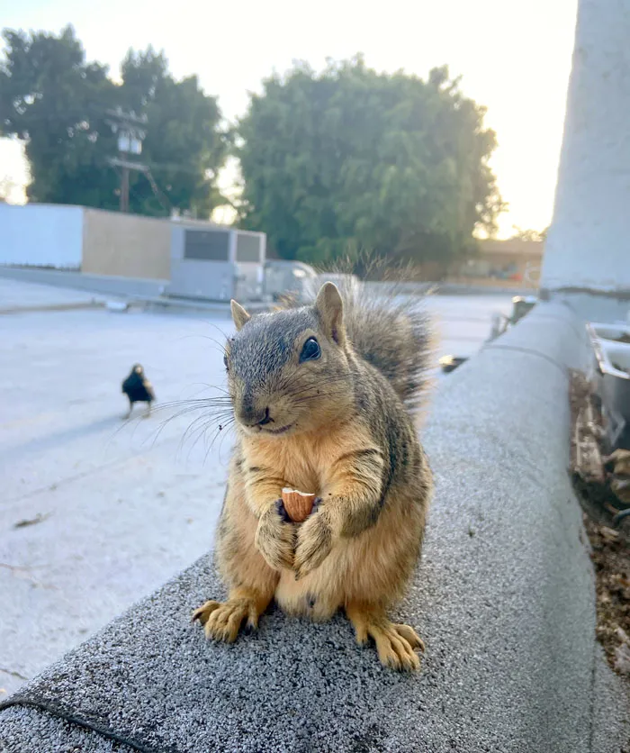 This Is Judy. She Or He Comes To My Kitchen Window Every Day To Get Some Almonds. I Love Her Or Him So Much. That Little Smile Makes Me Melt