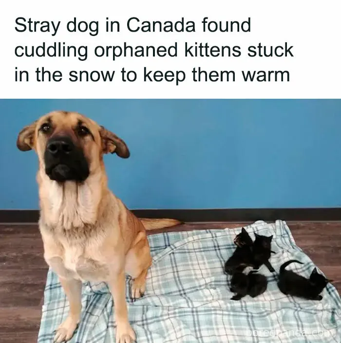 50 Memes That Dog Owners May Find Funny And Relatable