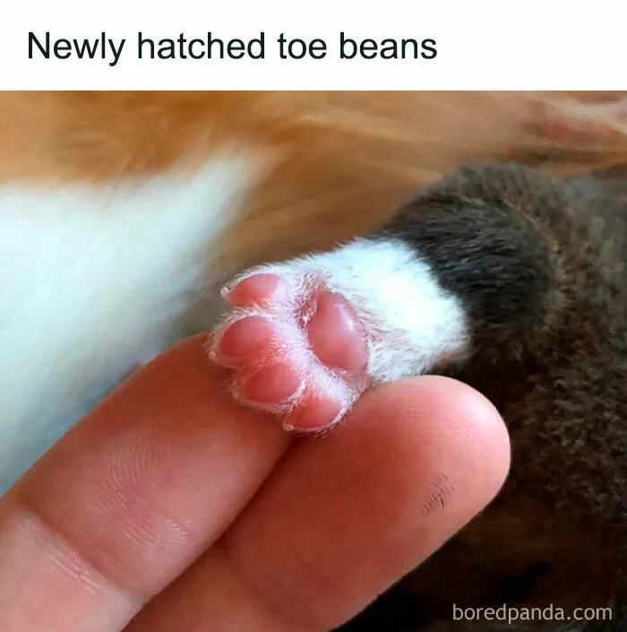 50 Ridiculously Cute Cat Memes That Can Brighten Your Day