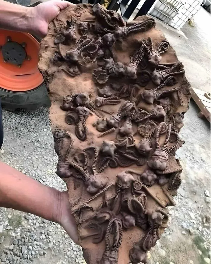Los fósiles de crinoideos Jimbacrinus de Gascoyne Junction (Australia Occidental) ofrecen una rara visión de la vida hace 250 millones de años