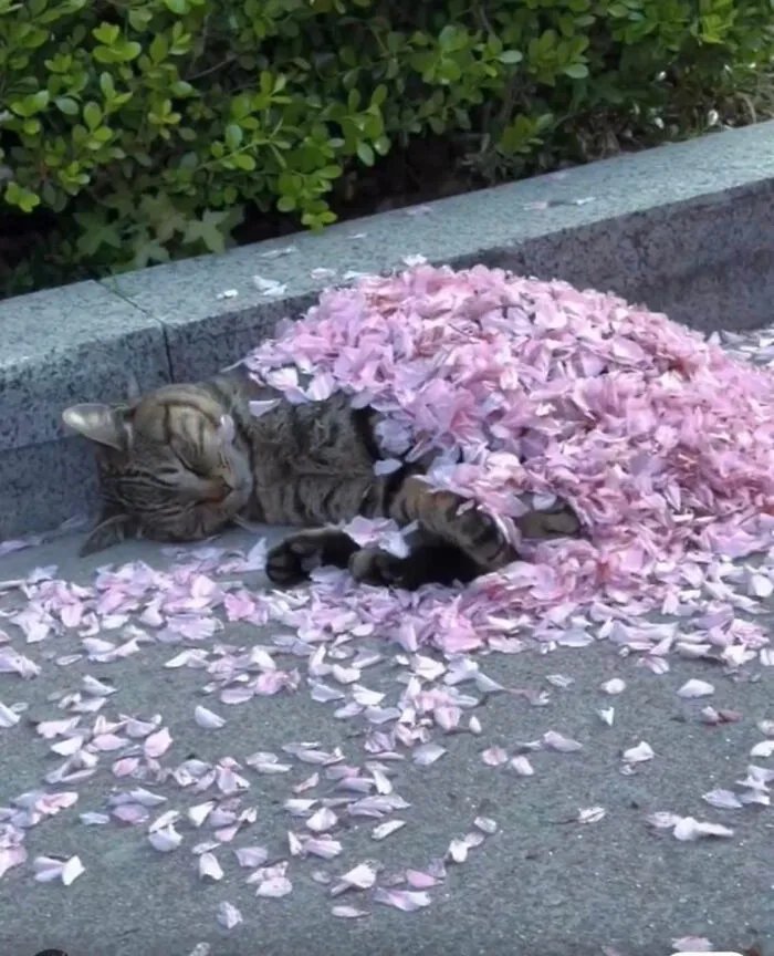 35 Hilariously Random Cat Pics To Make Your Day At Least 68.9% Better