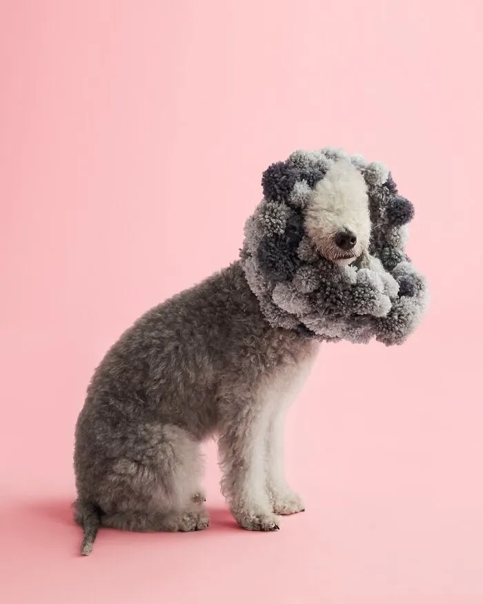 "Cone Of Shame": 14 Playful Dog Photographs By Winnie Au