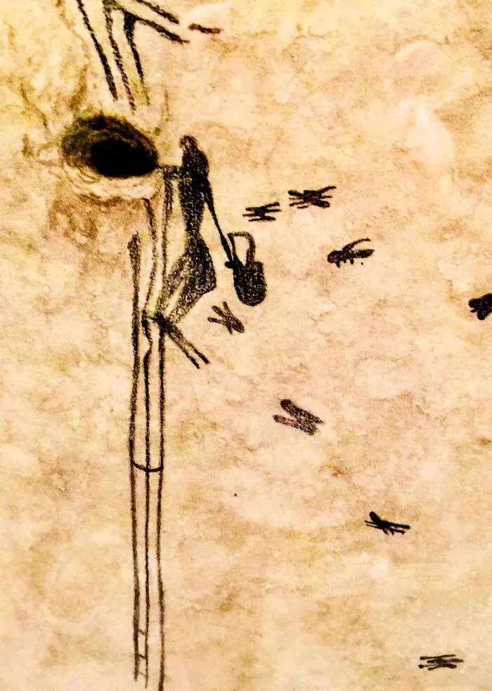 Se estima que la evidencia más antigua de recolección de miel encontrada en las cuevas de La Araña, cerca de Bicorp (España), tiene entre 8.000 y 10.000 años de antigüedad.