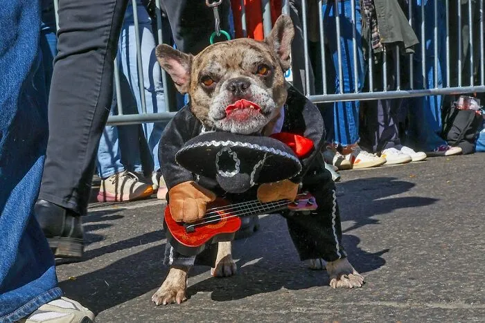 40 Dog Halloween Parade Participants Whose Costumes Were So Spooky, They Stole The Show