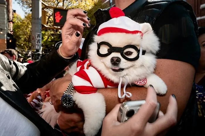 40 Dog Halloween Parade Participants Whose Costumes Were So Spooky, They Stole The Show