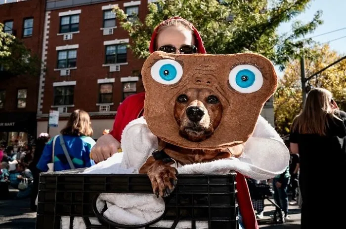 40 Dog Halloween Parade Participants Whose Costumes Were So Spooky, They Stole The Show