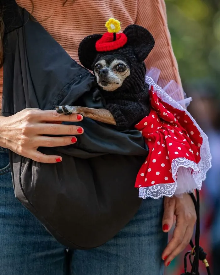 40 Dog Halloween Parade Participants Whose Costumes Were So Spooky, They Stole The Show