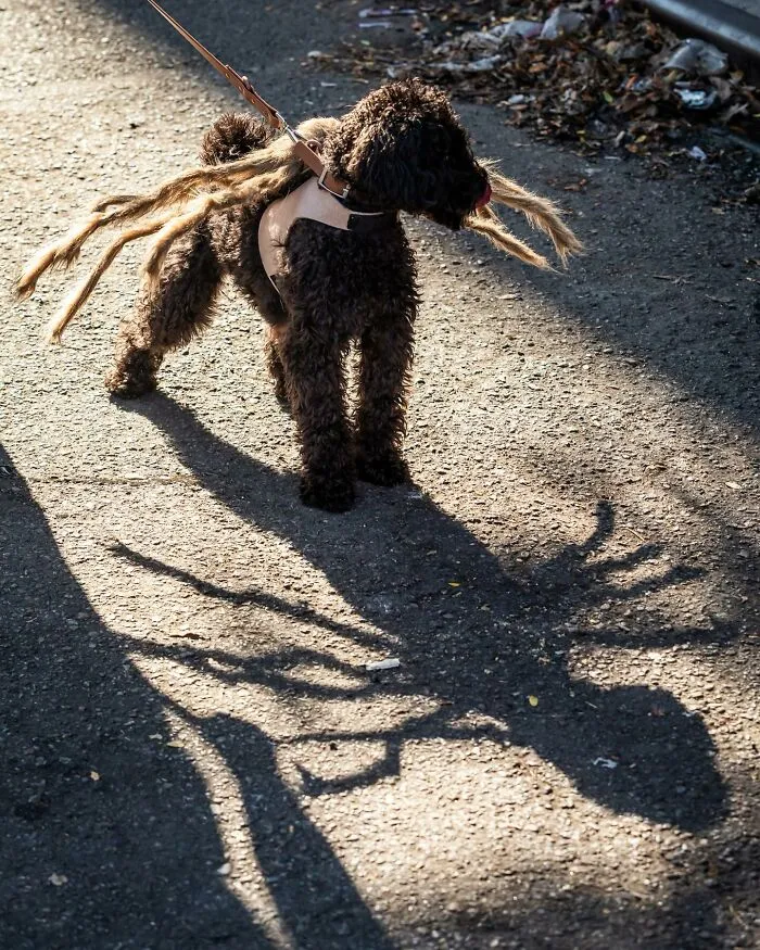 40 Dog Halloween Parade Participants Whose Costumes Were So Spooky, They Stole The Show
