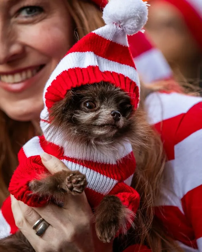 40 Dog Halloween Parade Participants Whose Costumes Were So Spooky, They Stole The Show