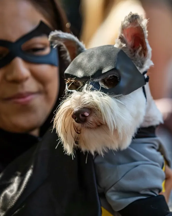 40 Dog Halloween Parade Participants Whose Costumes Were So Spooky, They Stole The Show