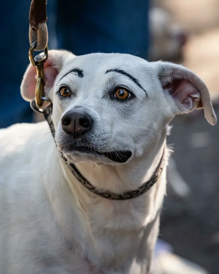 40 Dog Halloween Parade Participants Whose Costumes Were So Spooky, They Stole The Show