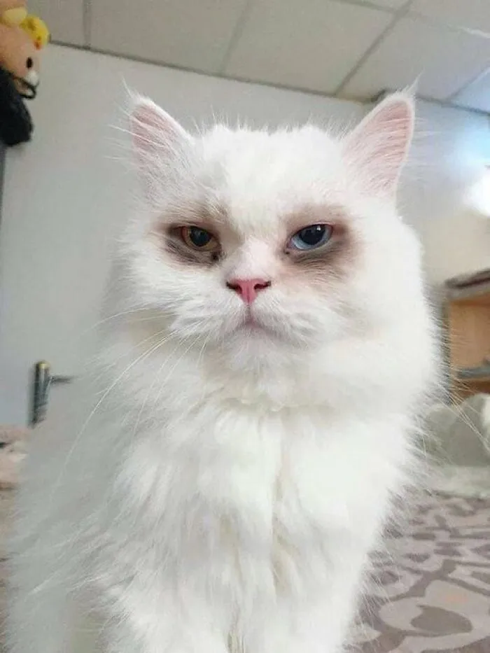 50 Of The Most Adorable Cats That Need A Raise For Their Top-Tier Work Ethic (New Pics)