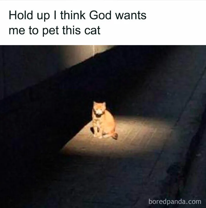 50 Ridiculously Cute Cat Memes That Can Brighten Your Day