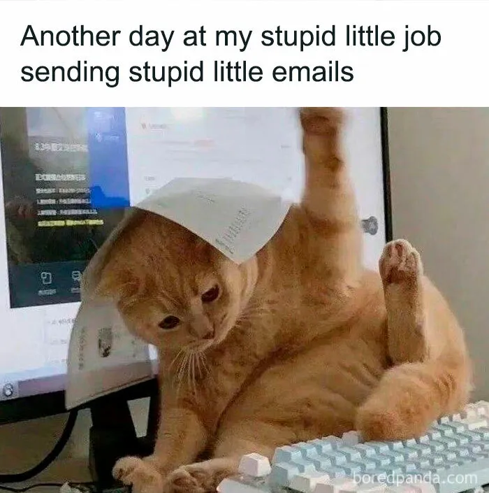 50 Ridiculously Cute Cat Memes That Can Brighten Your Day