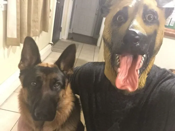  This   <a Style="Display:inline;" Href="Https://Www.amazon.com/Creepyparty-Halloween-Underdog-Party-Shepherd/Dp/B015psirxi?ie=utf8&linkcode=ll1&tag=bprooster-20&linkid=81a7bfb84637d1e2ed8d2aa5a037e7b3&language=en_us&ref_=as_li_ss_tl" Target="_blank"><span Style="Font:inherit;color:#d74b1f;"> Dog Halloween Mask</Span>  Is Leaving At Least One Pup Traumatized This Halloween