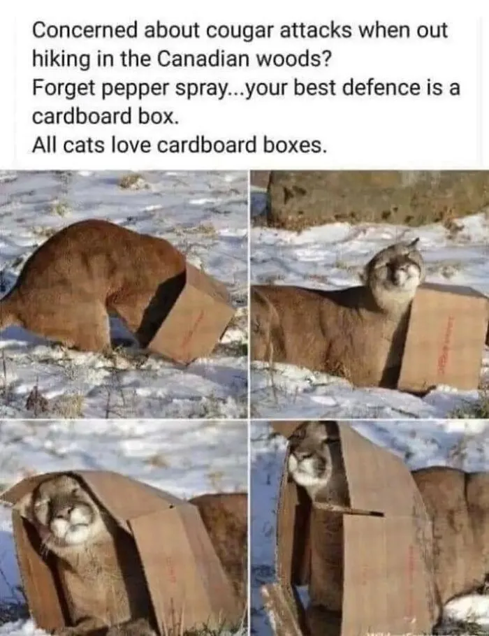 Caught In The Act: 50 Hilarious Posts That Show Cats Being The Jerks We Love (New Pics)