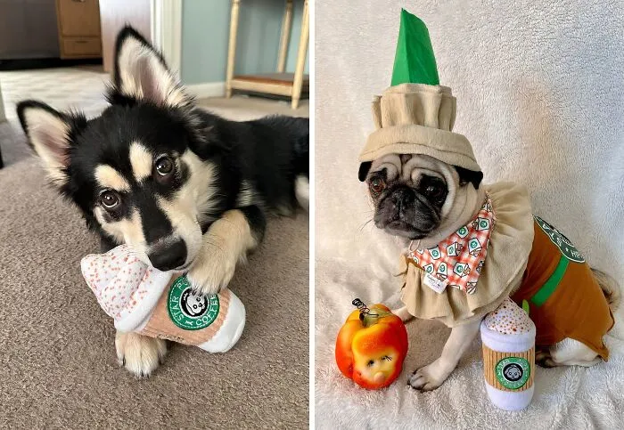 Basic? Maybe. But These Two Pups Can't Resist The   <a Style="Display:inline;" Href="Https://Www.amazon.com/Star-Coffee-Pupkin-Spice-Latte/Dp/B09gpt3ryg?crid=3nv70gd8f3w63&dib=eyj2ijoimsj9.t4ndnl3v9xiwnm11x8hkam2vldz6nxhokjcy8embwftcx24ecze1js3dhdqhgyni5bc7sndep9i0m76mmuadumkusgtqdmbajhlyozsmsyud3s2sjdl2n_6ual2alohej0ae0j-V9yorwribtcvznqs7vv7hrcvxzt1xz7dboztieeb14xrjbq75mgtorthilivsttjwtl4wfxgew7klgtuseowqz7goozqn4b8tufvskushcnaneit0ie6lfq-6comisbm_ugbskz0stuh-Fqroaveq8qmieumrocsj3as.vcvenuufuz5oqvbdfouiw1kdodhgz2w08fzyihtx_z4&dib_tag=se&keywords=puppy+coffee+toy&qid=1727426511&sprefix=puppy+coffeetoy%2caps%2c188&sr=8-1-Spons&sp_csd=d2lkz2v0tmftzt1zcf9hdgy&psc=1&linkcode=ll1&tag=bphorse-20&linkid=979829ed6a78a0ce36e3691899d2951a&language=en_us&ref_=as_li_ss_tl" Target="_blank"><span Style="Font: Inherit; Color: #d74b1f;"> Squeaky Toy Pup'kin Spice Latte</Span>