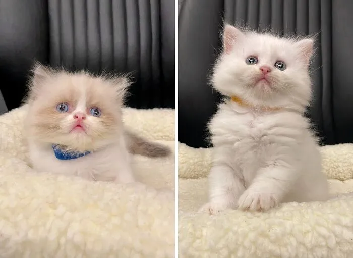 Please Tell Us These    <a Style="Display:inline;" Href="Https://Www.amazon.com/Whelping-Collars-Newborn-Double-Sided-Adjustable/Dp/B08gfbm9b5?crid=3phzlqhdztvyh&dib=eyj2ijoimsj9.zxycpv-Waxhik_bmmd3koeqf-Jdt_xvxbw7h_hsziotasna_bdjjgcyyphqhx5mibttz7erealucj4l9w8ytg6muqwbu2m7tnpceulh6ikh4mvkrhl53bl9og7qaza4wqp0b0efoclk3e2zraqixpxobzq58onbqjxtjimjtv4l4tzn1v95l7cpnnglrkhzakyfi5qmxxyqm3edrjgs0ji1eyobp-Gizjha-Bvxjyngbvypnuo68dpz80-Vlbcntyhnfvhjlsy1rqtpdprv0uzytv6rvq5szu7leqiqosve.kznn7chd4q4j8gndvwvmk78_8vej8dxit_jpzx6x3p4&dib_tag=se&keywords=baby%2bcat%2bitems&qid=1727427870&sprefix=baby%2bcat%2bite%2caps%2c211&sr=8-21-Spons&sp_csd=d2lkz2v0tmftzt1zcf9tdgy&th=1&linkcode=ll1&tag=bphorse-20&linkid=a4a947e1f56e6cc2122b24fd5d2b038f&language=en_us&ref_=as_li_ss_tl" Target="_blank"><span Style="Font:inherit;color:#d74b1f;"> Newborn Pet Colars </Span>  Come With This Fluffy White Kitty?