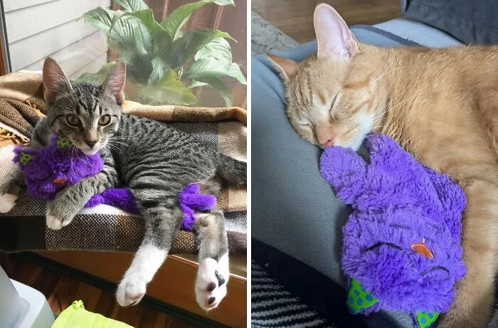 Stress Relief For Your Feline Friend: This   <a Style="Display:inline;" Href="Https://Www.amazon.com/Pillow-Soothing-Plush-Comforting-Petstages/Dp/B00mqywgxc?crid=tl4omz2oqz7c&dib=eyj2ijoimsj9.c5crs8ovyq3d864ikzqr0epi-A4pq4qwytbco-Kndq7uhgpaa8cdm7eb9s2vxwnb2fwxjlpcabnfknoadjeedraxmcqjuibpytmms3knbsy4-Z_j88mxnju9zswpwlzhfcenz8l9edqfukklh9nu-Vo2ak4jkmchfzb2lw3tagxbikr2zgdc_husxffbr0wdvcdldbkeykoggjx5o0sjwt1tws3y3g5vufil907ofyrvfau9euh0izc43ykmoco_l6r4wzwdmedqrqilrsrjczje-Oq4xamt69mllqqndz8.zairg8rlqxatkjjmk1kyc3u4fbgx4an61-Xvnl0vli8&dib_tag=se&keywords=kitten%2bitems&qid=1727433563&sprefix=kitten%2bite%2caps%2c216&sr=8-26&th=1&linkcode=ll1&tag=bphorse-20&linkid=cf7724b69b5acda887ef8ac78317a75c&language=en_us&ref_=as_li_ss_tl" Target="_blank"><span Style="Font: Inherit; Color: #d74b1f;"> Purr Pillow Kitty Soothing Toy</Span> Is The Answer