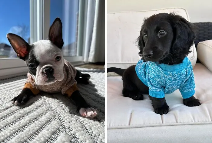 Sweater Weather Is Better With Your Dog In This   <a Style="Display:inline;" Href="Https://Www.amazon.com/Fashion-Focus-Clothes-Knitwear-Thickening/Dp/B0785rtk3j?ie=utf8&th=1&linkcode=ll1&tag=bphorse-20&linkid=c59fc975484fc80904a293ce0ea065e8&language=en_us&ref_=as_li_ss_tl" Target="_blank"><span Style="Font: Inherit; Color: #d74b1f;"> Sweater</Span>
