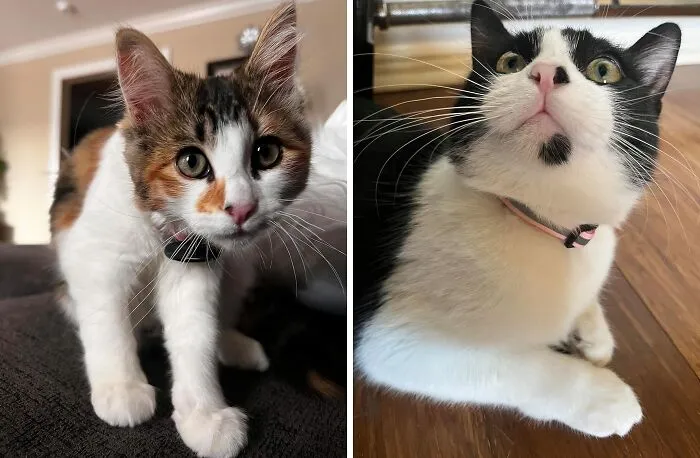 Your Cat May Be Independent, But This   <a Style="Display:inline;" Href="Https://Www.amazon.com/AirTag-Collar-Breakaway-Reflective-Lightweight/Dp/B0bxsv85kc?crid=tl4omz2oqz7c&dib=eyj2ijoimsj9.c5crs8ovyq3d864ikzqr0epi-A4pq4qwytbco-Kndq7uhgpaa8cdm7eb9s2vxwnb2fwxjlpcabnfknoadjeedraxmcqjuibpytmms3knbsy4-Z_j88mxnju9zswpwlzhfcenz8l9edqfukklh9nu-Vo2ak4jkmchfzb2lw3tagxbikr2zgdc_husxffbr0wdvcdldbkeykoggjx5o0sjwt1tws3y3g5vufil907ofyrvfau9euh0izc43ykmoco_l6r4wzwdmedqrqilrsrjczje-Oq4xamt69mllqqndz8.zairg8rlqxatkjjmk1kyc3u4fbgx4an61-Xvnl0vli8&dib_tag=se&keywords=kitten%2bitems&qid=1727433563&sprefix=kitten%2bite%2caps%2c216&sr=8-34&th=1&linkcode=ll1&tag=bphorse-20&linkid=7c5a402d7de527b333fb1ec8a60e8b74&language=en_us&ref_=as_li_ss_tl" Target="_blank"><span Style="Font: Inherit; Color: #d74b1f;"> AirTag Cat Collar</Span> Keeps Them Connected