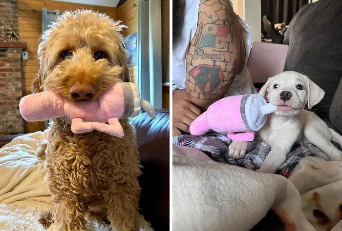 Your Dog Will Be The Trendiest Pup At The Park With This   <a Style="Display:inline;" Href="Https://Www.amazon.com/Baborui-Aggressive-Exercise-Accompany-Pink/Dp/B0cqfwyk9k?ie=utf8&th=1&linkcode=ll1&tag=bphorse-20&linkid=c5fa0a0a9ac1d75040687564b8c897be&language=en_us&ref_=as_li_ss_tl" Target="_blank"><span Style="Font: Inherit; Color: #d74b1f;"> Stanley Tumbler Plush Toy</Span>