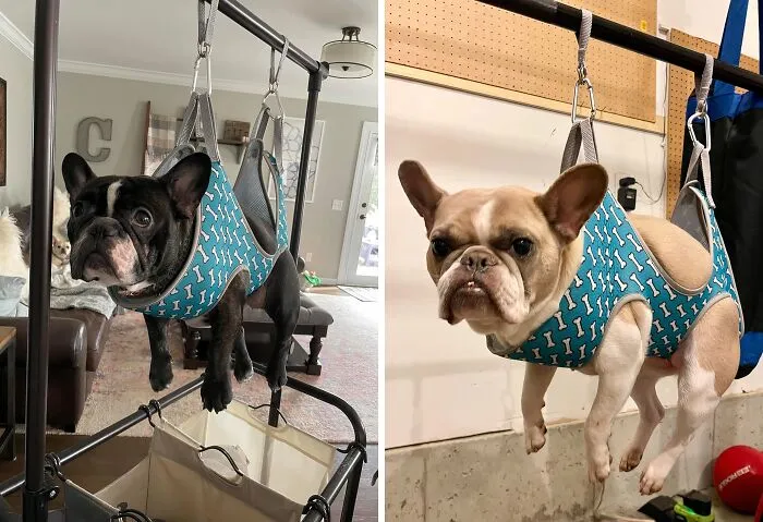 These Doggos Look Anything But Happy To Be In Their   <a Style="Display:inline;" Href="Https://Www.amazon.com/Supet-Coral-Blue-Spacing%ef%bc%9a7-10-2-W%ef%bc%9a15-35lbs%ef%bc%89/Dp/B09n37btms?ie=utf8&linkcode=ll1&tag=bphorse-20&linkid=6e1fe9c9531e410b5d252bb77ef0b9fc&language=en_us&ref_=as_li_ss_tl" Target="_blank"> <span Style="Font:inherit;color:#d74b1f;"> Dog Grooming Hammock </Span> , But We Love The Pictures Though!