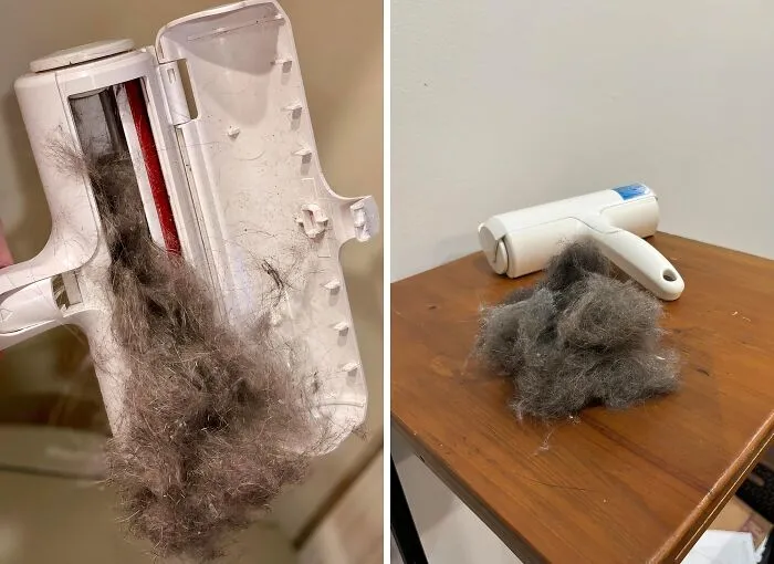  Do We Still Have To Tell You How Amazing The   <a Style="Display:inline;" Href="Https://Www.amazon.com/Pet-Dog-Cat-Hair-Remover-Couch/Dp/B00bagtnaq?ie=utf8&linkcode=ll1&tag=bpwhale-20&linkid=56824f804eca61d2bcf754ddc00274d8&language=en_us&ref_=as_li_ss_tl" Target="_blank"><span Style="Font:inherit;color:#d74b1f;"> Chom Chom Roller </Span> Is? Its Reusable, Effective, And Super Easy To Use!