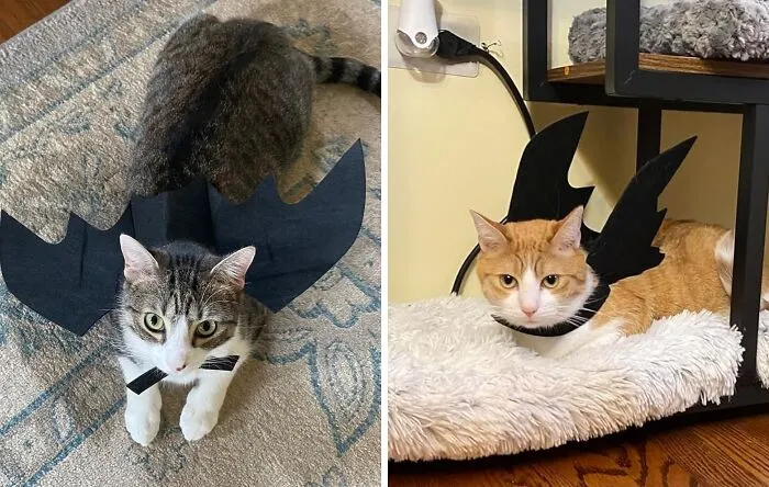  It Seems Like Everyone Is Getting In The Halloween Spirit And Even Getting Their Fur Babies In On The Action With These   <a Style="Display:inline;" Href="Https://Www.amazon.com/Christmas-Collar-Cosplay-Costume-Accessories/Dp/B07gfnd8zc?ie=utf8&linkcode=ll1&tag=bpkiwi-20&linkid=5c62e7f0b42c44d4f8dce27c1e880785&language=en_us&ref_=as_li_ss_tl" Target="_blank"><span Style="Font:inherit;color:#d74b1f;"> Pet Bat Wings</Span> 