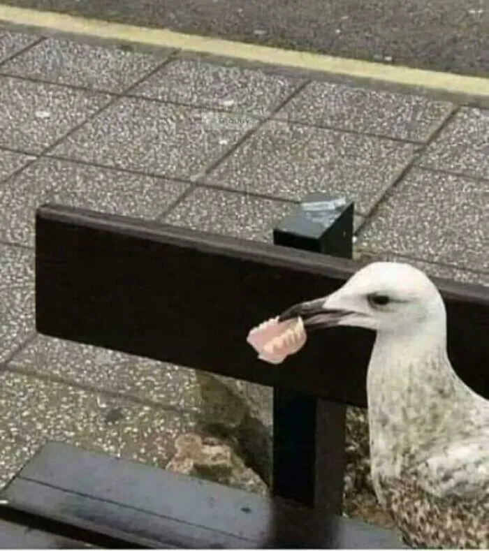 Seagull standing on a bench holding dentures, showcasing birds being jerks.