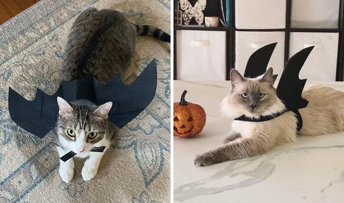  Let Your Kitty Join In On The Halloween Fun With These Adorable   <a Style="Display:inline;" Href="Https://Www.amazon.com/Christmas-Collar-Cosplay-Costume-Accessories/Dp/B07gfnd8zc?ie=utf8&th=1&linkcode=ll1&tag=bporangutan-20&linkid=18ea4a35176e5ea0dc2162648243b6f6&language=en_us&ref_=as_li_ss_tl" Target="_blank"><span Style="Font:inherit;color:#d74b1f;"> Cat Bat Wings</Span> 