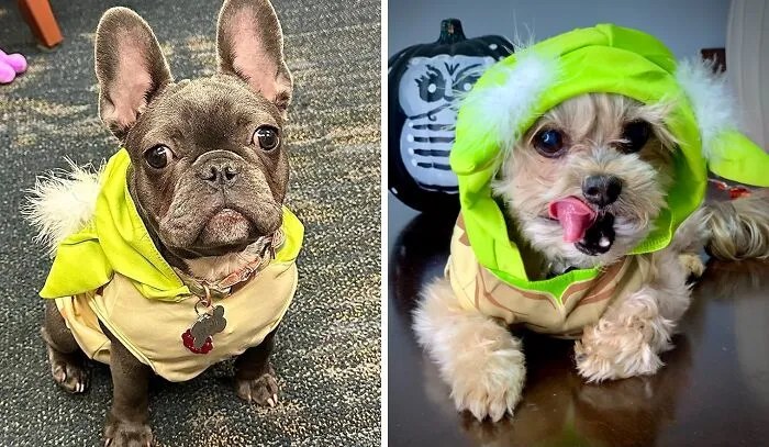 Cute Is This.   <a Style="Display:inline;" Href="Https://Www.amazon.com/Star-Wars-Comfortable-Costumes-Halloween/Dp/B08cvnrz72?ie=utf8&th=1&linkcode=ll1&tag=bporangutan-20&linkid=cc26ef507cf8f81f052c7a5c45ef2ed0&language=en_us&ref_=as_li_ss_tl" Target="_blank"><span Style="Font:inherit;color:#d74b1f;"> Yoda Costume For Dogs </Span> Buy You Must.