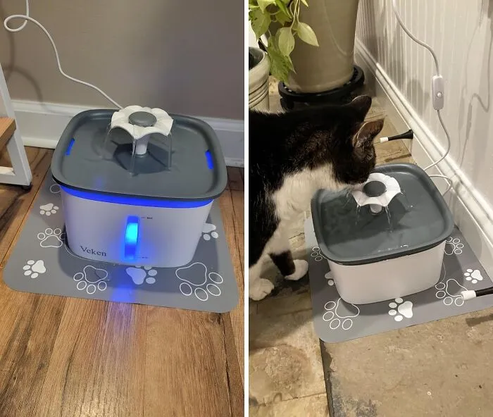  Not Even The Fussiest Kitty Can Resist The Freshness Coming From This   <a Style="Display:inline;" Href="Https://Www.amazon.com/Veken-Fountain-Automatic-Dispenser-Replacement/Dp/B08ncdbt7q?dib=eyj2ijoimsj9.fewrzefkcpfgbisernq23an6vmdugo4alznwgpdjcaq2ifdg0odzilp40im5-X-Pipmv0alul_jh7ovxwhw0yq.j2w0b03rheceqxfckrh5uw5bc7clehhqwot1foa8fii&dib_tag=se&qid=1727854742&sr=8-17&srs=121543467011&th=1&linkcode=ll1&tag=bpferret-20&linkid=39bca5563de97315640807e64202c0ad&language=en_us&ref_=as_li_ss_tl" Target="_blank"><span Style="Font:inherit;color:#d74b1f;"> Pet Water Fountain  </Span> 