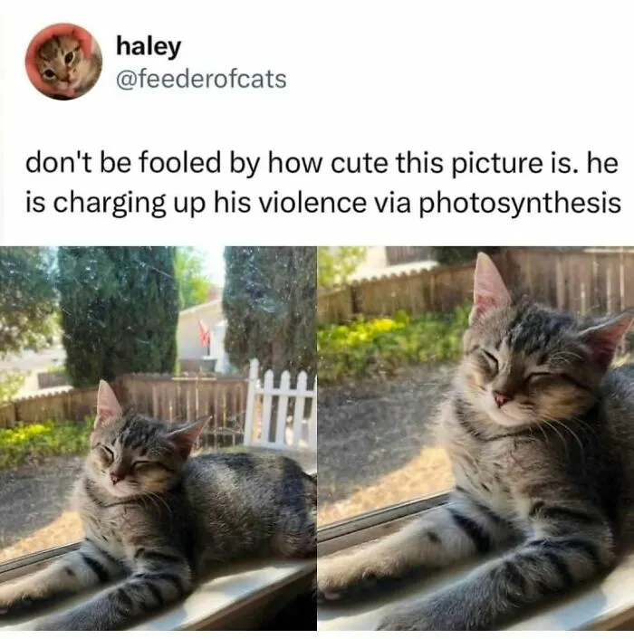 50 Ridiculously Cute Cat Memes That Can Brighten Your Day