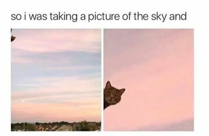 50 Ridiculously Cute Cat Memes That Can Brighten Your Day