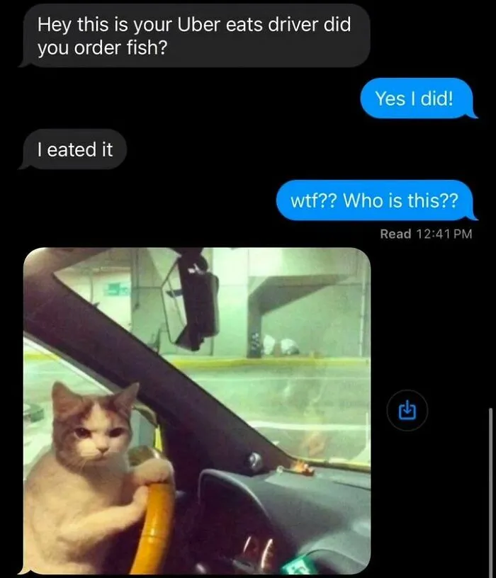 50 Ridiculously Cute Cat Memes That Can Brighten Your Day
