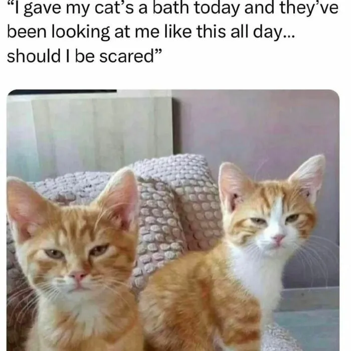50 Ridiculously Cute Cat Memes That Can Brighten Your Day