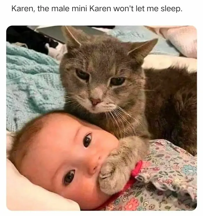 50 Ridiculously Cute Cat Memes That Can Brighten Your Day