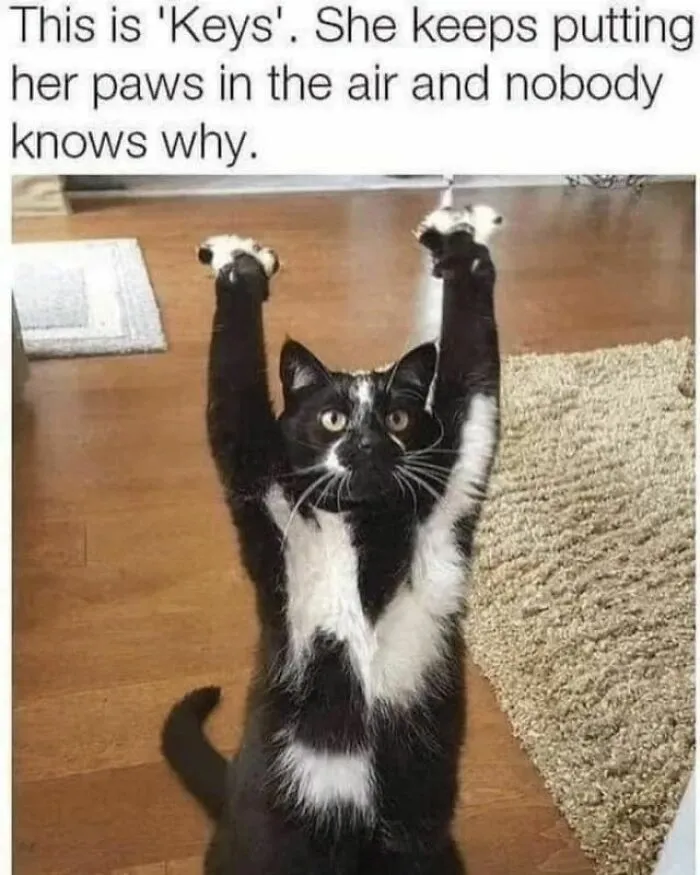 50 Ridiculously Cute Cat Memes That Can Brighten Your Day