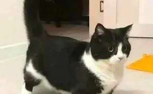 50 Ridiculously Cute Cat Memes That Can Brighten Your Day