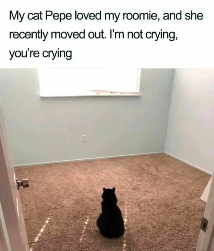 50 Ridiculously Cute Cat Memes That Can Brighten Your Day