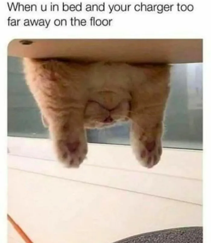 50 Ridiculously Cute Cat Memes That Can Brighten Your Day