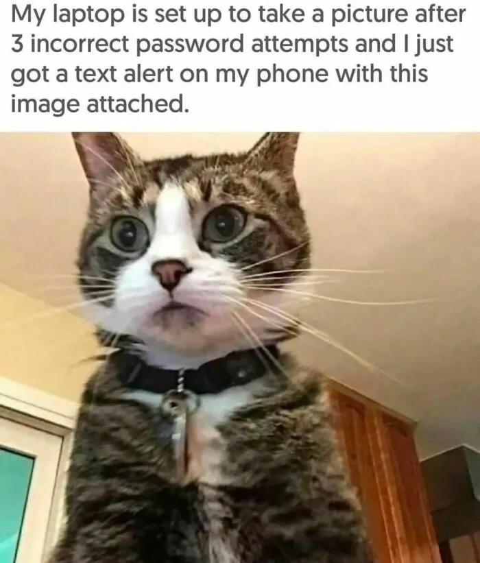 50 Ridiculously Cute Cat Memes That Can Brighten Your Day