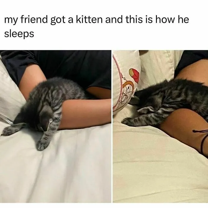 50 Ridiculously Cute Cat Memes That Can Brighten Your Day